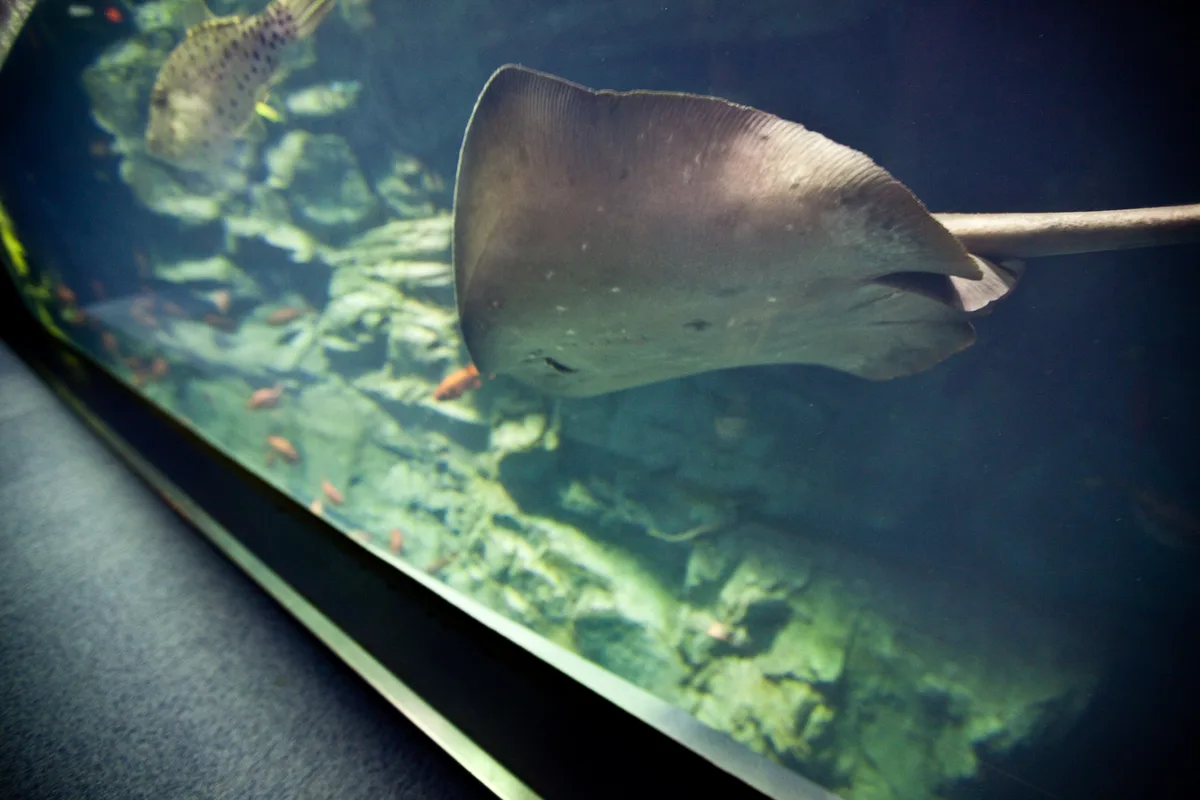 A ray gliding close to the glass with a large fish swimming just above it, lit by pale blue light inside one of the Kaiyukan tanks