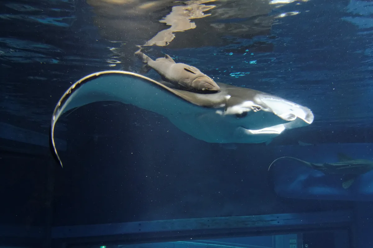 A large ray gliding just under the surface of a tank with a fish swimming close beside it, seen from a low angle looking up through the water