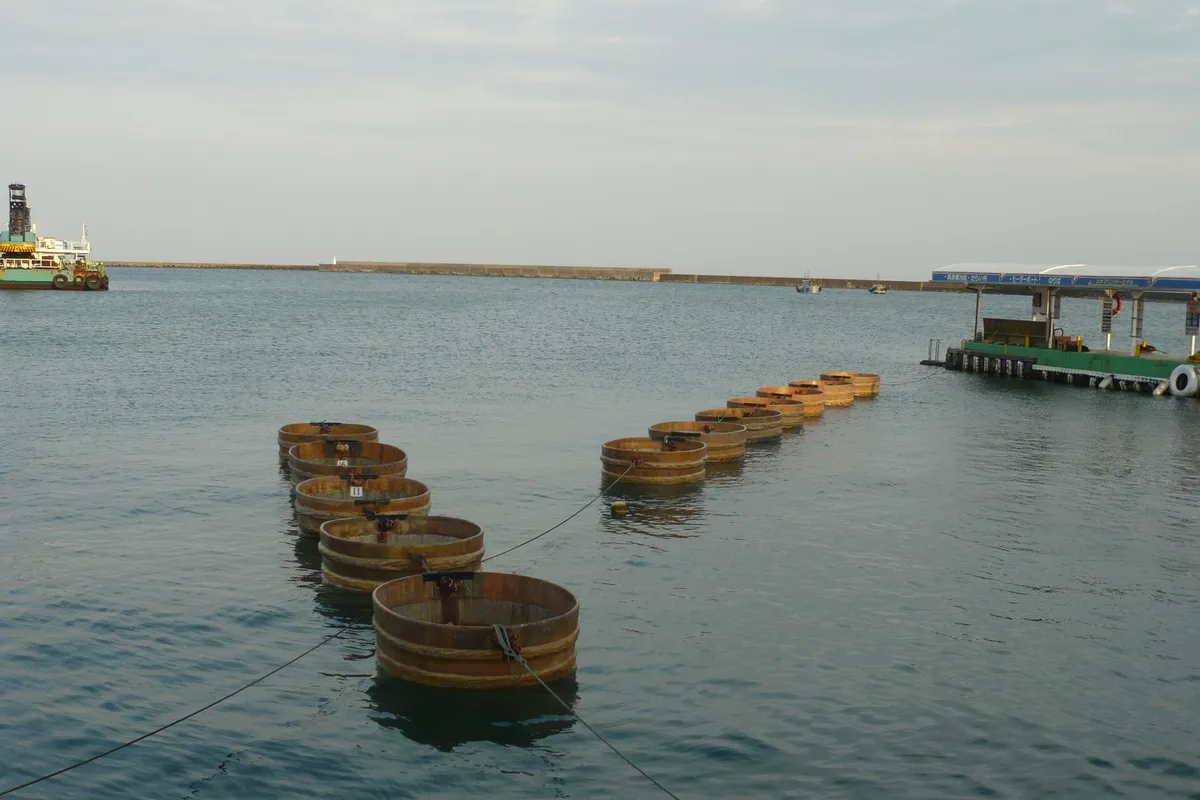 Una fila di barche-tinozza tarai-bune di legno rotonde ormeggiate al porto di Ogi, isola di Sado, con il frangiflutti del porto sullo sfondo
