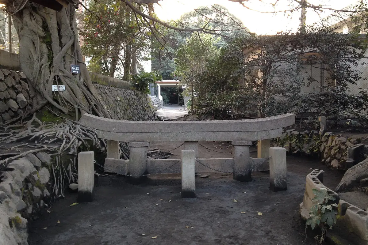 A Kurokami, sullo Sakurajima, solo la parte superiore di un portale torii in pietra emerge dal terreno di cenere grigia, con le radici di un vecchio albero sullo sfondo
