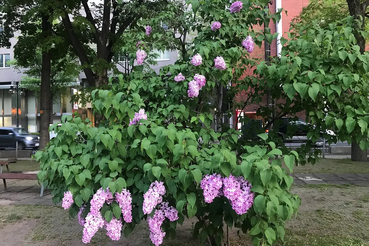 大通公園裡盛開的紫丁香，一旁是長椅，後方是札幌市中心的街道與大樓。