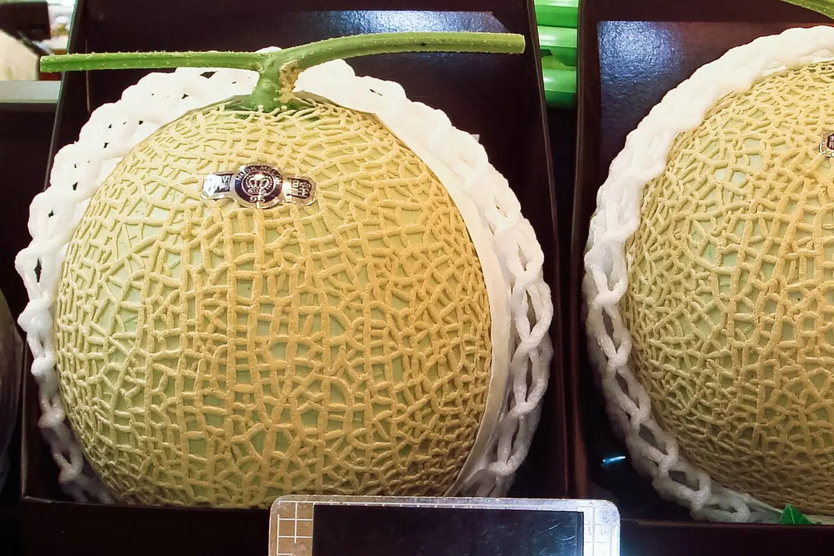 Two netted muskmelons resting in dark presentation boxes with white foam collars, each stem left attached