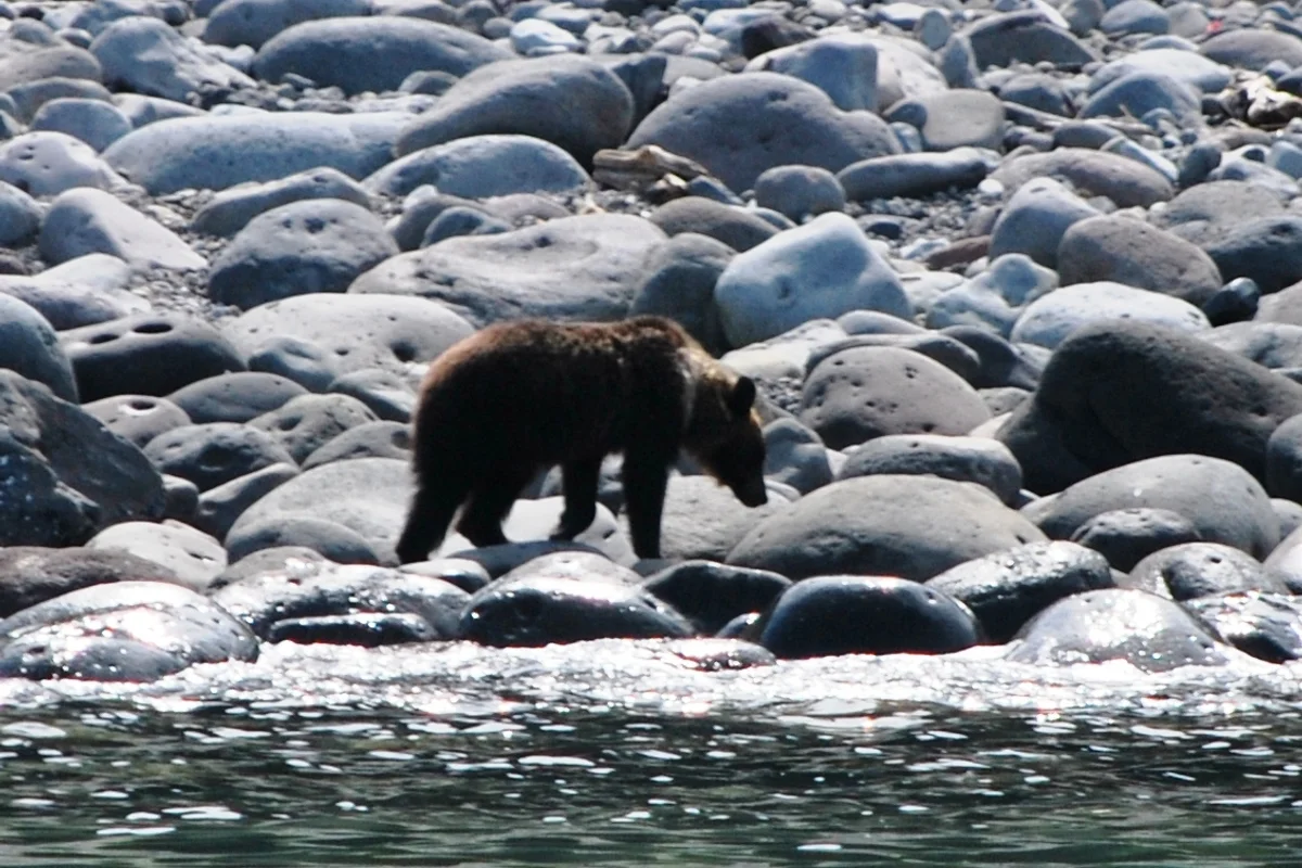 A wild brown bear walking along a rocky shoreline in Shiretoko, Hokkaido