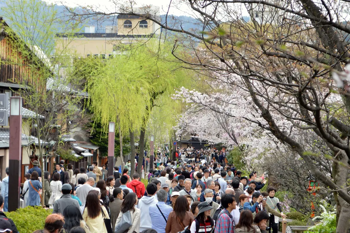 A lane in Kyoto lined with wooden houses, a weeping willow and cherry trees in bloom, filled from side to side with people walking, seen from a distance
