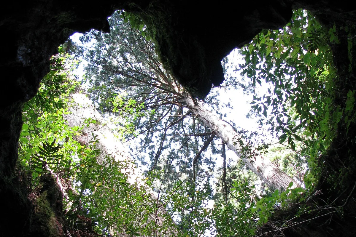 Looking up from inside the hollow interior of Wilson's Stump toward the heart-shaped natural opening at the top