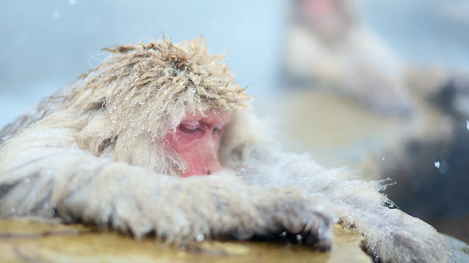 地獄谷雪猴——牠們為何泡湯求生，而您能做的最溫柔的事，又為何是保持距離