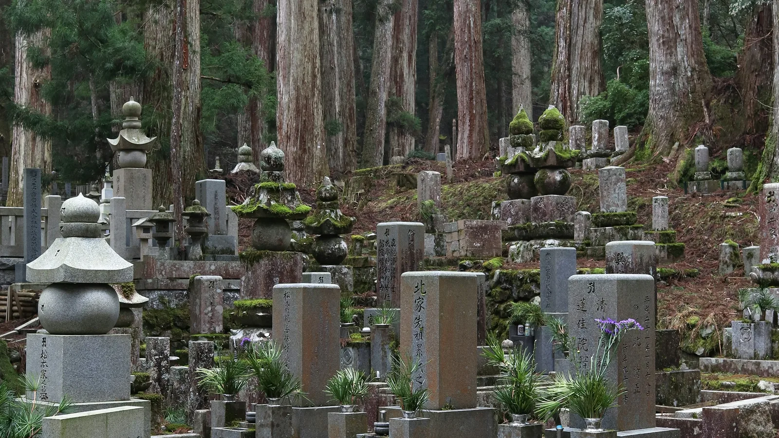 The cedar-lined approach to Okunoin at Koyasan, moss-covered memorial stones standing among towering ancient trees