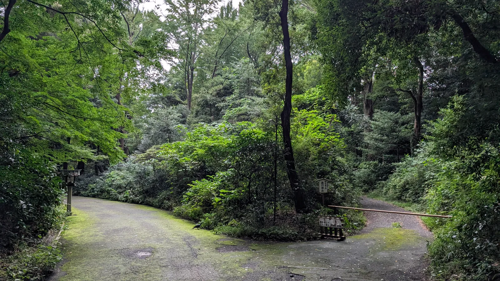 A quiet gravel path winding through the planted forest at Meiji Jingu
