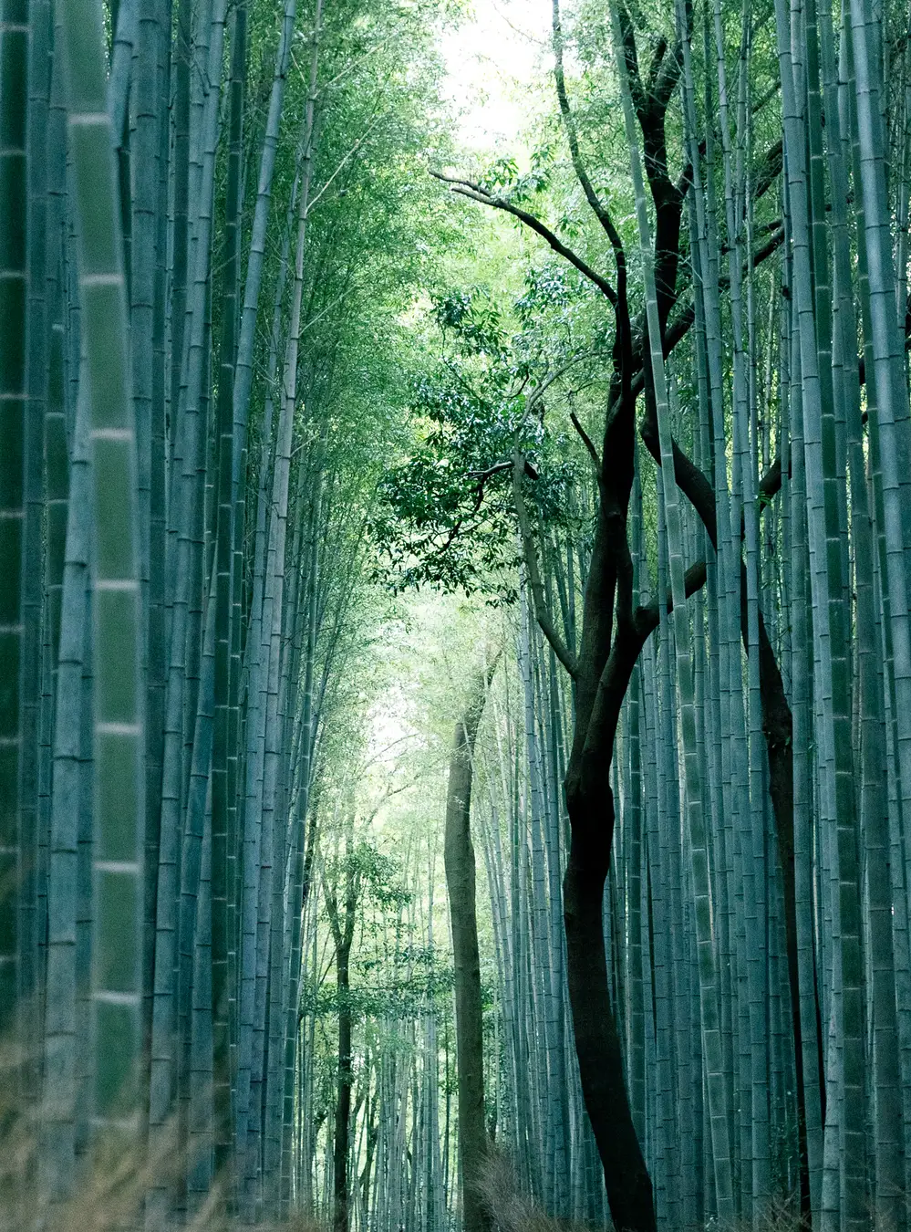 The towering green stalks of the Arashiyama bamboo grove path, empty in the early morning light