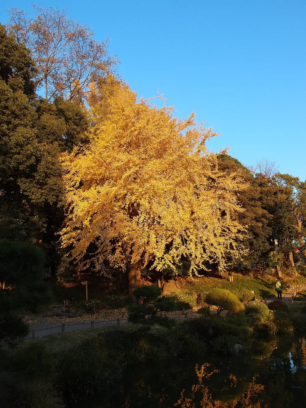 A golden ginkgo tree in autumn at Kiyosumi Garden, Tokyo